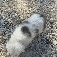 Trixie, a female Australian Cattle Dog and Border Collie for sale in Waco, TX – Photo 1 of 4