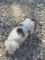 Trixie, a female Australian Cattle Dog and Border Collie for sale in Waco, TX – Photo 1 of 4
