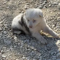 Trixie, a female Australian Cattle Dog and Border Collie for sale in Waco, TX – Photo 2 of 4