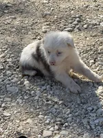 Trixie, a female Australian Cattle Dog and Border Collie for sale in Waco, TX – Photo 2 of 4