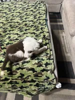 Jesse, a male Border Collie for sale in Waco, TX – 2 of 2