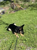 Anna, a female German Shepherd Dog for sale in Lake Ariel, PA – Photo 3 of 3