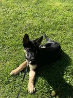 Anna, a female German Shepherd Dog for sale in Lake Ariel, PA – Photo 2 of 3