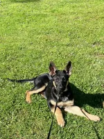 Anna, a female German Shepherd Dog for sale in Lake Ariel, PA – Photo 1 of 3
