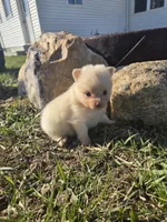 Peanut, a male Pomeranian for sale in Shipshewana, IN – Photo 2 of 3