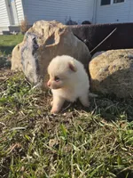 Peanut, a male Pomeranian for sale in Shipshewana, IN – Photo 3 of 3