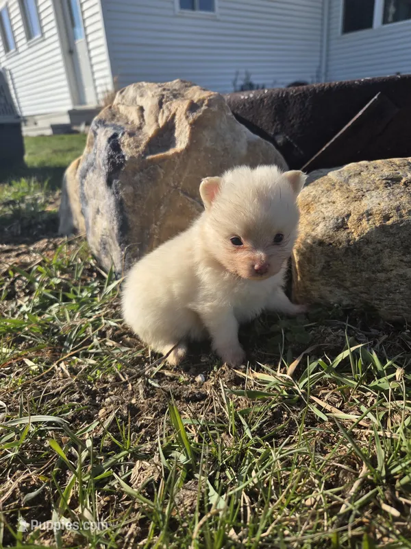 Peanut – Pomeranian puppy for sale in Shipshewana, IN
