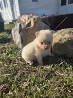 Peanut, a male Pomeranian for sale in Shipshewana, IN – Photo 1 of 3