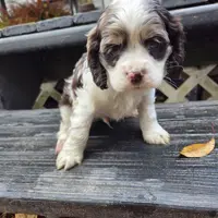 Dippy, a male Cocker Spaniel for sale in Shipshewana, IN – Photo 1 of 2