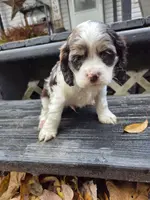 processed/f7bca63c-9ebf-4b74-a60a-8a3c5747a226/listing/4db631f4-5305-4831-8480-8a2792f4f29b/20d4373a-5409-4b82-bf96-5f9f9986ee81