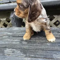 Dudley, a male Cocker Spaniel for sale in Shipshewana, IN – Photo 3 of 4