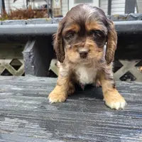 Dudley, a male Cocker Spaniel for sale in Shipshewana, IN – Photo 1 of 4