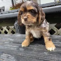 Dudley, a male Cocker Spaniel for sale in Shipshewana, IN – Photo 4 of 4