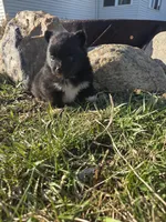 Polly, a female Pomeranian for sale in Shipshewana, IN – Photo 3 of 3