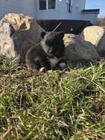 Polly, a female Pomeranian for sale in Shipshewana, IN – Photo 2 of 3