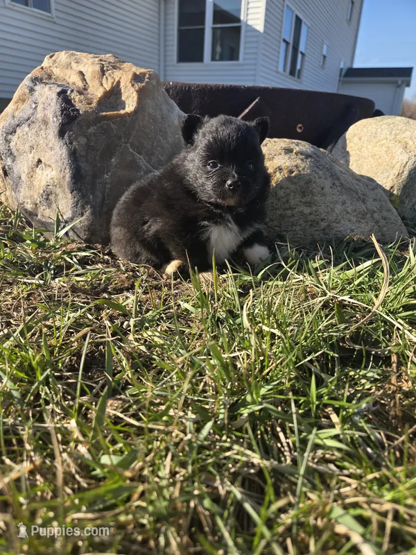 Polly – Pomeranian puppy for sale in Shipshewana, IN