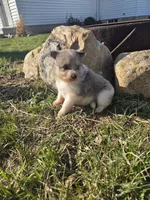 Poppy, a female Pomeranian for sale in Shipshewana, IN – Photo 3 of 3