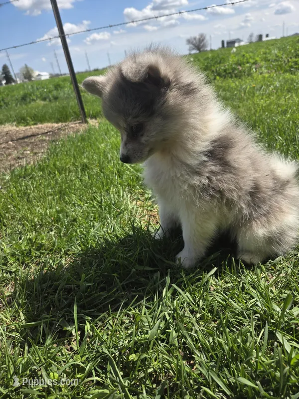 Poppy – Pomeranian puppy for sale in Shipshewana, IN