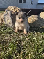 Poppy, a female Pomeranian for sale in Shipshewana, IN – Photo 1 of 3