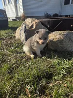 Poppy, a female Pomeranian for sale in Shipshewana, IN – Photo 2 of 3