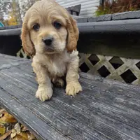 Douglas, a male Cocker Spaniel for sale in Shipshewana, IN – Photo 1 of 4