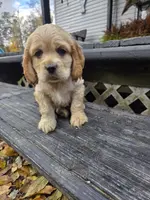 processed/f7bca63c-9ebf-4b74-a60a-8a3c5747a226/listing/768fb11d-4ffd-4787-8957-10fb44de6df4/432e9d17-c812-40aa-8617-370332532f26