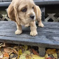 Douglas, a male Cocker Spaniel for sale in Shipshewana, IN – Photo 3 of 4