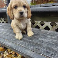 Douglas, a male Cocker Spaniel for sale in Shipshewana, IN – Photo 4 of 4