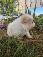 processed/f7bca63c-9ebf-4b74-a60a-8a3c5747a226/listing/7f283739-fcb2-45eb-8ff4-2868b9812e95/1a15b08d-3b5c-4f27-8cc6-0c71f4116c34