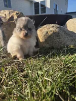 Piper, a female Pomeranian for sale in Shipshewana, IN – Photo 2 of 4