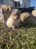 Piper, a female Pomeranian for sale in Shipshewana, IN – Photo 1 of 4