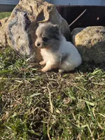 Piper, a female Pomeranian for sale in Shipshewana, IN – Photo 4 of 4