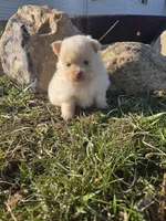 Pepper, a female Pomeranian for sale in Shipshewana, IN – Photo 2 of 3