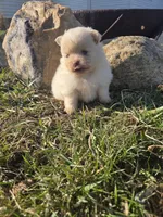 Pepper, a female Pomeranian for sale in Shipshewana, IN – Photo 3 of 3
