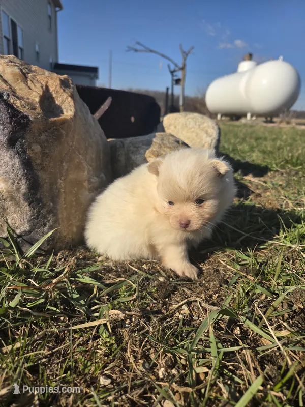 Pepper – Pomeranian puppy for sale in Shipshewana, IN