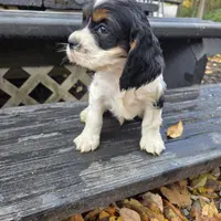 Dojo, a male Cocker Spaniel for sale in Shipshewana, IN – Photo 2 of 3