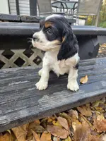 processed/f7bca63c-9ebf-4b74-a60a-8a3c5747a226/listing/afc228bb-0618-421b-a950-b19600dab2e0/0c5d002d-d92f-430f-a26c-149cfb1f7f62