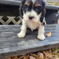 Dojo, a male Cocker Spaniel for sale in Shipshewana, IN – Photo 1 of 3
