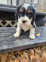 processed/f7bca63c-9ebf-4b74-a60a-8a3c5747a226/listing/afc228bb-0618-421b-a950-b19600dab2e0/4ca8c9a5-dd4f-498b-b637-809bb720958b