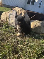 Panda, a male Pomeranian for sale in Shipshewana, IN – Photo 2 of 3