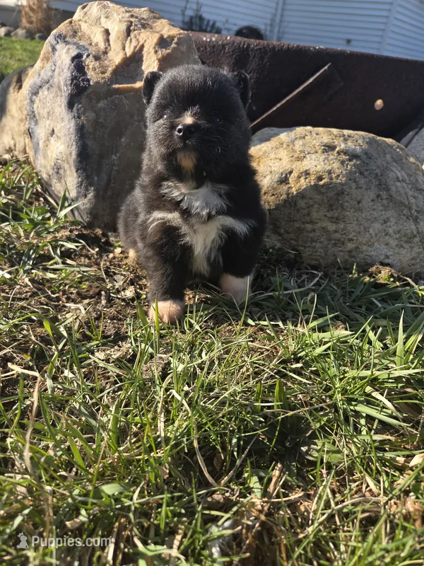 Panda – Pomeranian puppy for sale in Shipshewana, IN