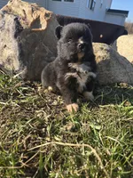 Panda, a male Pomeranian for sale in Shipshewana, IN – Photo 3 of 3