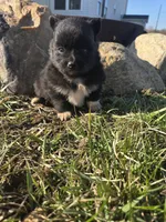 Puddin , a female Pomeranian for sale in Shipshewana, IN – Photo 4 of 4