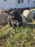 Puddin , a female Pomeranian for sale in Shipshewana, IN – Photo 2 of 4