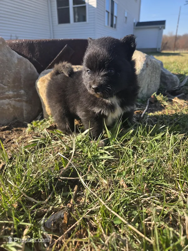 Puddin  – Pomeranian puppy for sale in Shipshewana, IN