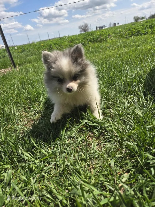 Penelope  – Pomeranian puppy for sale in Shipshewana, IN