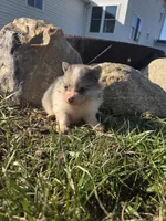 Penelope , a female Pomeranian for sale in Shipshewana, IN – Photo 2 of 3