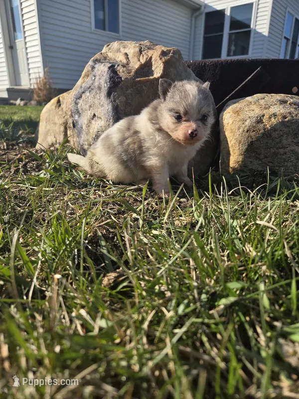 Penelope  – Pomeranian puppy for sale in Shipshewana, IN