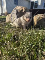 Penelope , a female Pomeranian for sale in Shipshewana, IN – Photo 1 of 3
