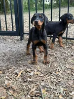 European black and rust female , a female Doberman Pinscher for sale in Jacksonville, FL – 2 of 2